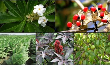 গাছের সৌন্দর্যের ভিতর লুকিয়ে আছে মৃত্যু