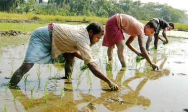 আগৈলঝাড়ায় আগাম ইরি-বোরো চাষে ব্যস্ত সময় পার করছে কৃষকরা