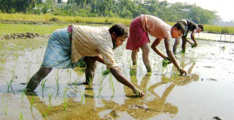 আগৈলঝাড়ায় আগাম ইরি-বোরো চাষে ব্যস্ত সময় পার করছে কৃষকরা