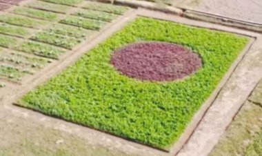 জাতীয় পতাকার আদলে শস্যখেত