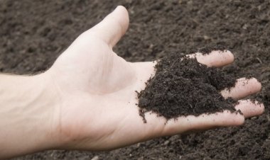 মানুষের মরদেহ জৈব সারে পরিণত করার অনুমতি দিল নিউইয়র্ক