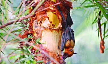 ২৮ জেলায় ছড়িয়েছে নিপাহ ভাইরাস, আক্রান্ত ১২ জনের মধ্যে ১০ জনেরই মৃত্যু