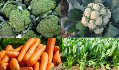 ক্যানসারের পাশাপাশি দেশজুড়ে বাড়ছে কোলেস্টেরল আক্রান্ত রোগীর সংখ্যা।