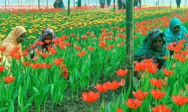 যশোরের ৮ কোটি টাকার ফুল বিক্রি