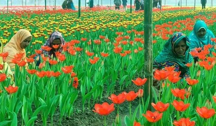 যশোরের ৮ কোটি টাকার ফুল বিক্রি