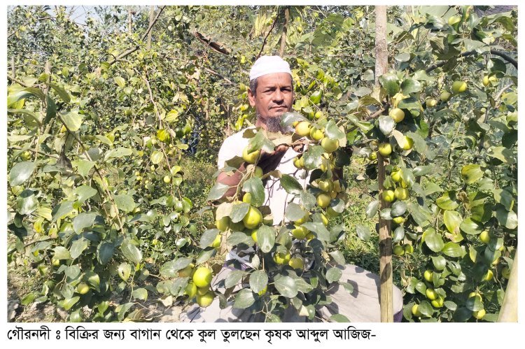 গৌরনদীতে কুল চাষ করে স্বাবলম্বী হচ্ছেন কৃষক