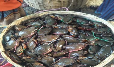 চিংড়ি ঘেরে কাঁকড়া চাষ