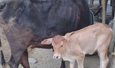 চুরি করা গরু ৫ মাস পর বাছুরসহ ফেরত দিলো চোর