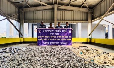 মেঘনা নদীতে কোস্টগার্ডের অভিযানে ১ হাজার ৩শ কেজি জাটকা জব্দ