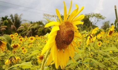 সূর্যমুখীর হাসিতে লাখ টাকার স্বপ্ন