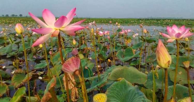 পদ্মফুল ফুটতে শুরু করেছে শ্রীমঙ্গলের হাইল-হাওরে