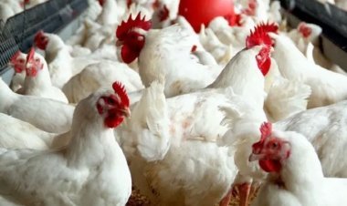 লাফিয়ে কমলো ব্রয়লার মুরগির দাম