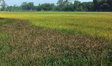 বরিশাল/ বোরো ক্ষেতে ব্লাস্ট রোগের আক্রমণ, ফলন নিয়ে শঙ্কা