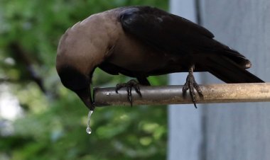 দাবদাহে অতিষ্ঠ প্রাণ