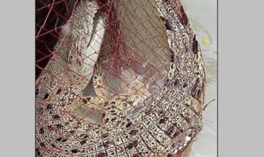 বরিশালে জেলের জালে ওঠে এল মাছের বদলে কুমির