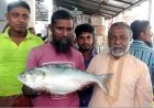 নয় হাজার টাকায় বিক্রি হলো একটি ইলিশ