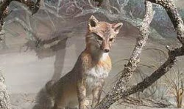 সসেজ রোল, পিৎজা দিয়ে খেঁকশিয়ালদের খাবার খাওয়ান স্কটিশ নারী