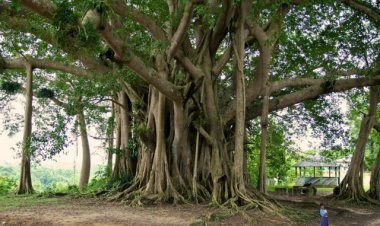 ৪০০ বছরের বটবৃক্ষ