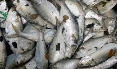 বরগুনায় দিঘিতে মিলল ৯৫ ইলিশ