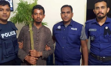গৌরনদীতে ১২টি গাঁজা  গাছ উদ্ধার ॥ গ্রেপ্তার-১