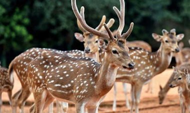 ঢাকা চিড়িয়াখানা থেকে বগুড়ায় নেওয়ার পথে ৪ হরিণের মৃত্যু