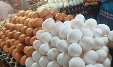 ডিমের দাম ১২ টাকা নির্ধারণ, সাথে আমদানির সিদ্ধান্ত