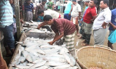 ঝাঁকে ঝাঁকে ধরা পড়ছে ইলিশ; বেপরোয়া পুলিশ!