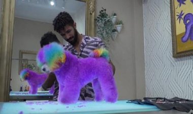 শিল্পীর ছোঁয়ায় কুকুরের নানা রূপ!