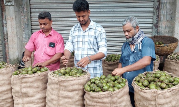 কাউখালীতে আমড়ার বাম্পার ফলন, লাভবান কৃষকরা