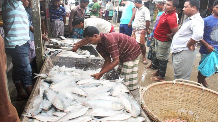 ঝাঁকে ঝাঁকে ধরা পড়ছে ইলিশ; বেপরোয়া পুলিশ!