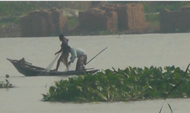 নলছিটিতে মৎস্য বিভাগের মাঠ সহায়কের সিন্ডিকেটে ইলিশ নিধন