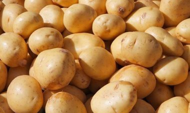 কাল থেকে কোল্ড স্টোরেজে ২৬-২৭ টাকায় আলু বিক্রির নির্দেশ