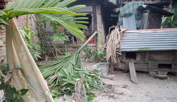 বানারীপাড়ায় পূর্ব শত্রুতার জেরে বিভিন্ন প্রজাতির গাছ কাটা ও মারধরের অভিযোগ