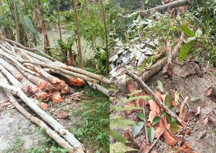 রাজাপুরে পুলিশ সদস্যের গাছ  কেটে নিল সাবেক ইউপি সদস্য