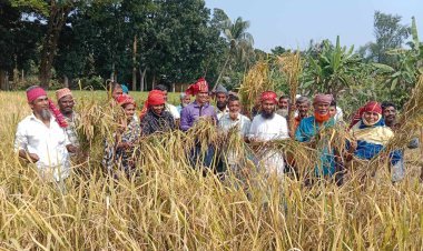 কালকিনিতে আমন ধানের বাম্পার ফলন ॥ কৃষকের মুখে হাসি