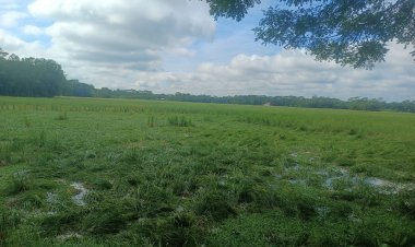 নলছিটিতে ঘূর্ণিঝড় মিধিলির প্রভাব   ক্ষতির মুখে আমন ধান,বোরো বীজতলা ও শীতকালীন সবজি