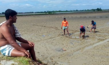 কলাপাড়ায় ঘূর্ণিঝড় মিধিলির প্রভাবে তরমুজ চাষীদের মাথায় হাত