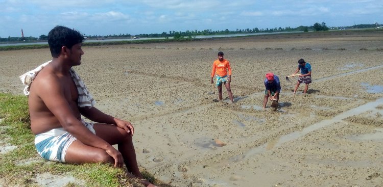 কলাপাড়ায় ঘূর্ণিঝড় মিধিলির প্রভাবে তরমুজ চাষীদের মাথায় হাত